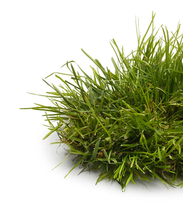 A chunk of grass