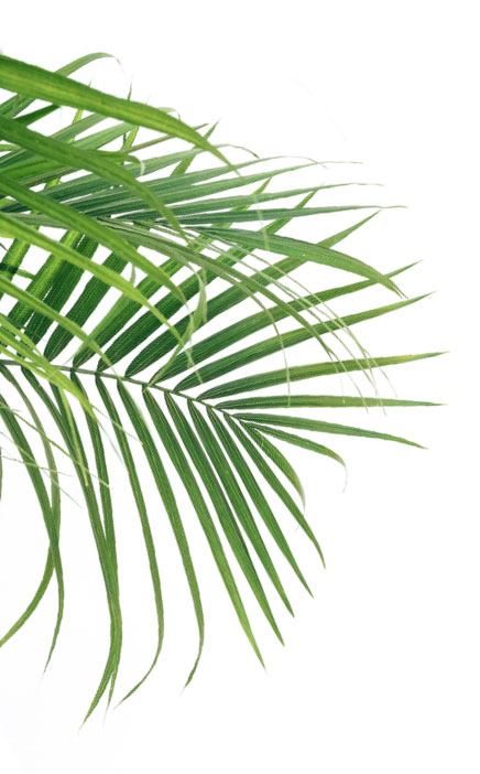 A palm frond